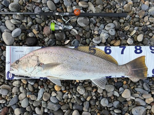 オオニベの釣果