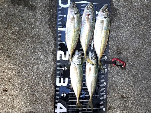 アジの釣果