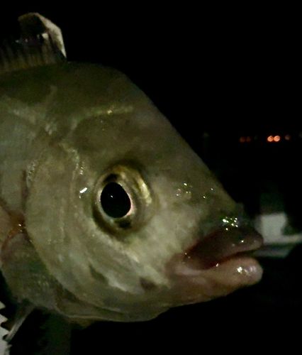 ウミタナゴの釣果