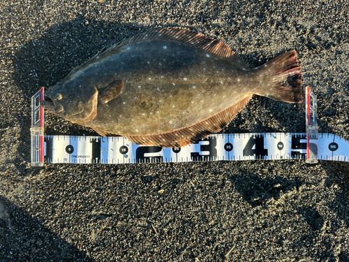 ヒラメの釣果