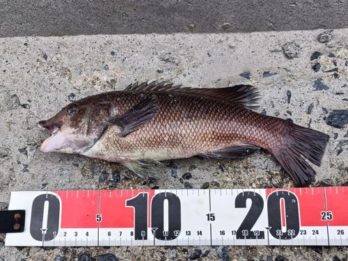 コブダイの釣果