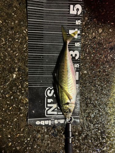 マアジの釣果