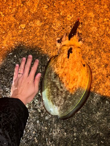 コウイカの釣果