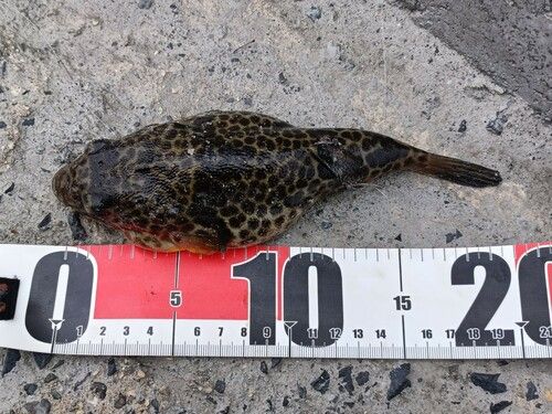 ヒガンフグの釣果