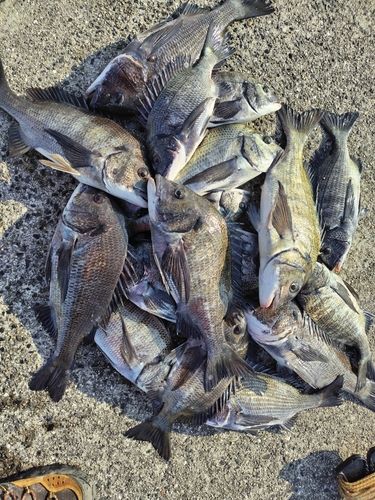 チヌの釣果