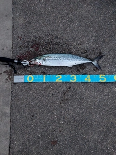 サゴシの釣果