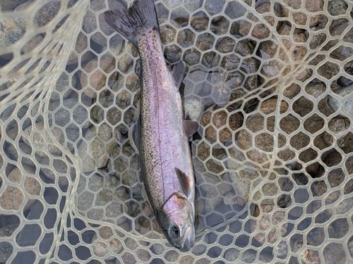 北方川釣り体験場マス釣り場