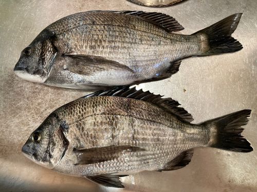 クロダイの釣果