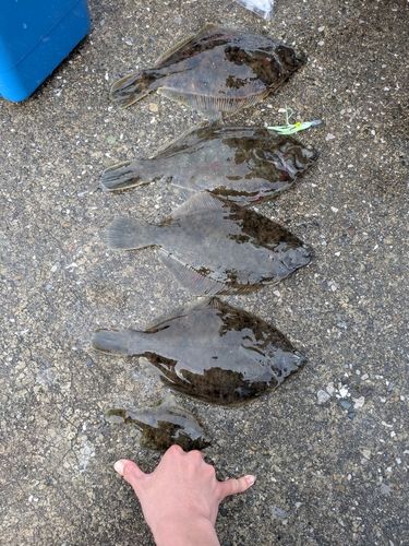 カレイの釣果