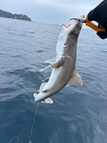 フトツノザメの釣果