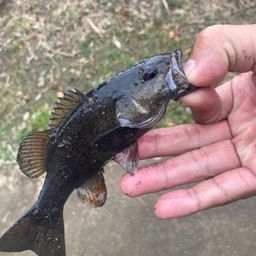 スモールマウスバス