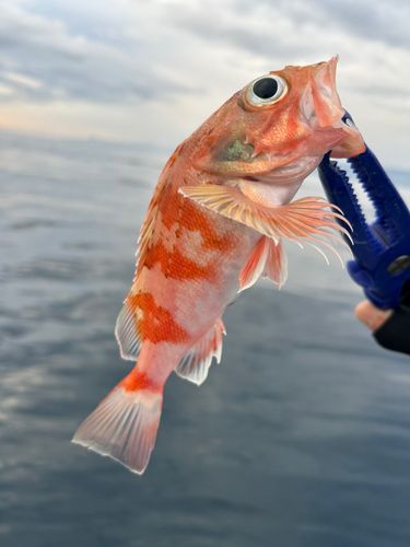 ユメカサゴの釣果