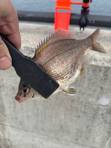 ウミタナゴの釣果
