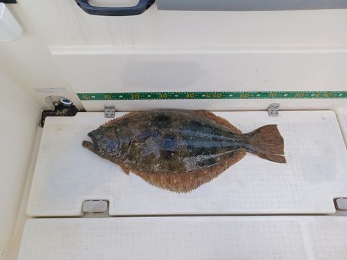 ヒラメの釣果