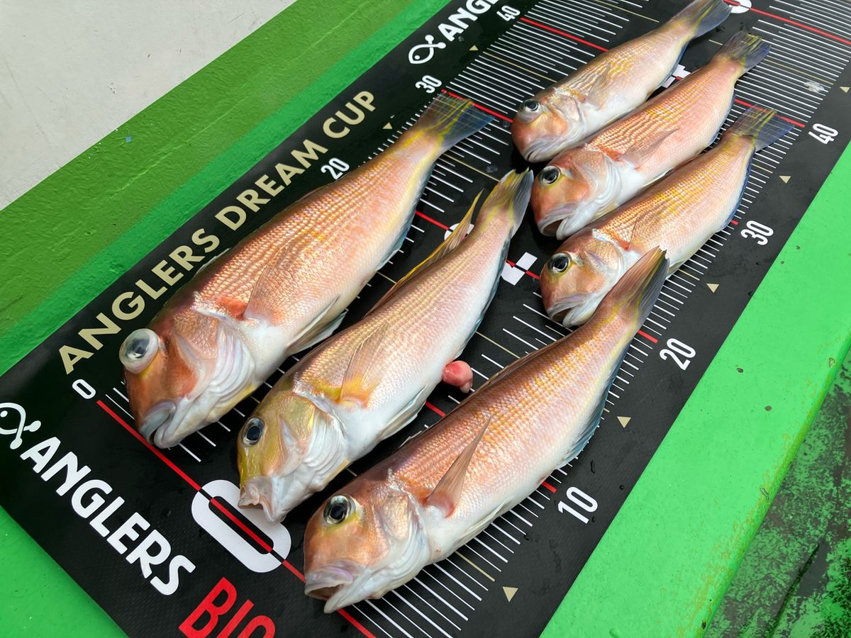 takeru@釣りしたいさんの釣果 1枚目の画像