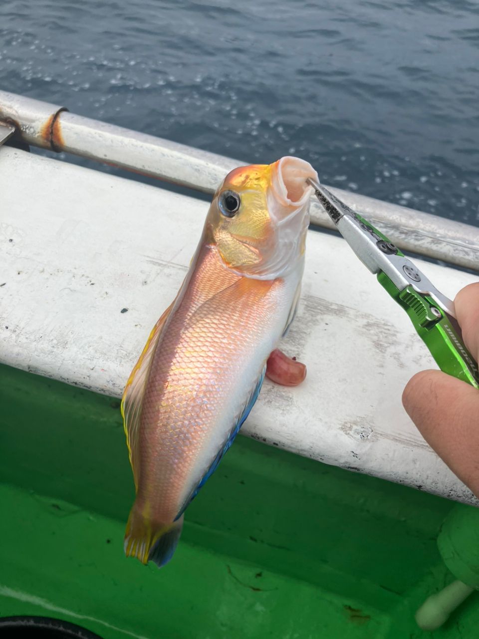 takeru@釣りしたいさんの釣果 2枚目の画像