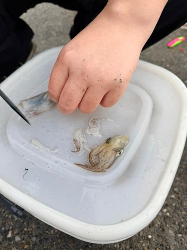 ヒイカの釣果