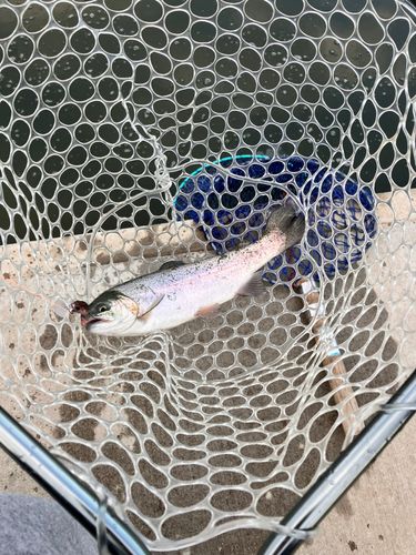 トラウトの釣果