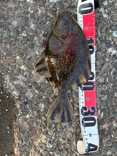 カワガレイの釣果