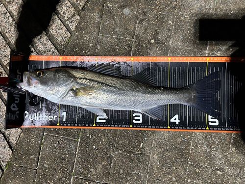 フッコ（マルスズキ）の釣果