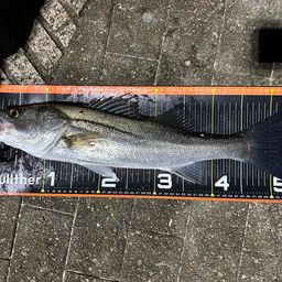 フッコ（マルスズキ）