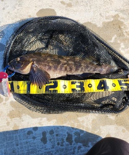 アイナメの釣果