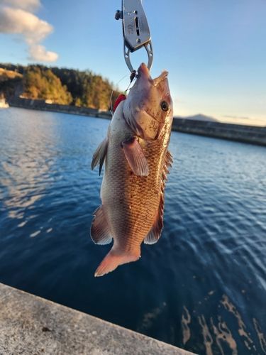 カンダイの釣果