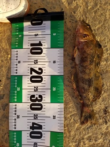 アイナメの釣果