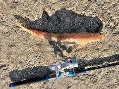 アカエソの釣果