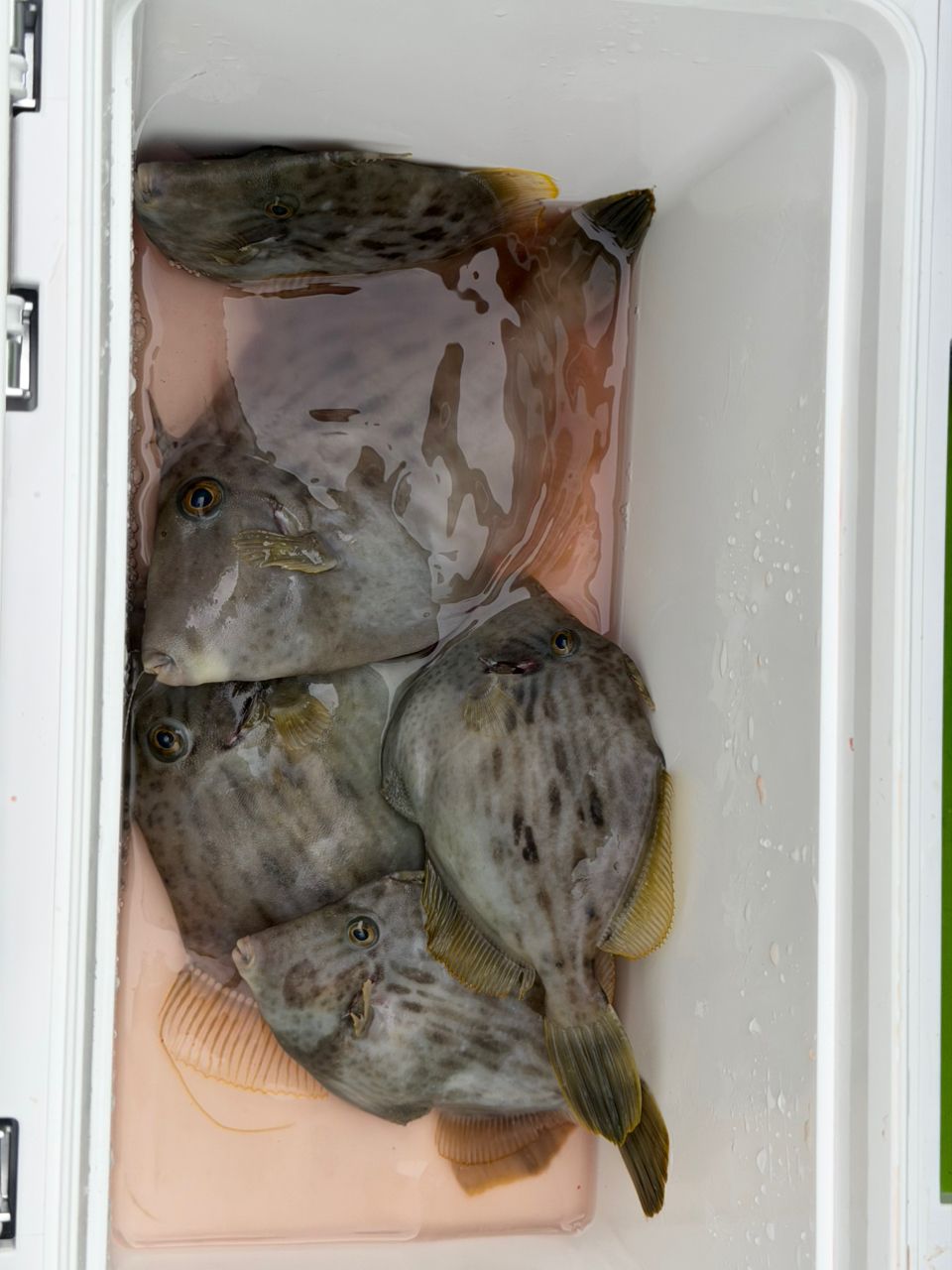 野宿さんの釣果 1枚目の画像