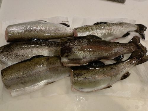 ニジマスの釣果