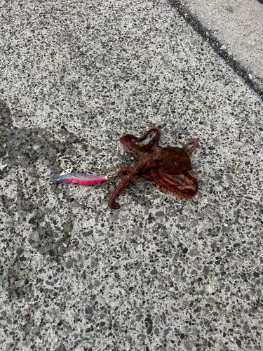 タコの釣果