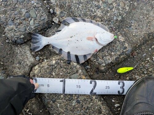 カワガレイの釣果