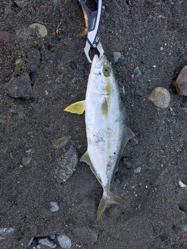 ヒラマサの釣果