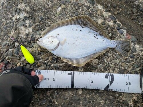 イシガレイの釣果