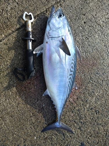 スマガツオの釣果