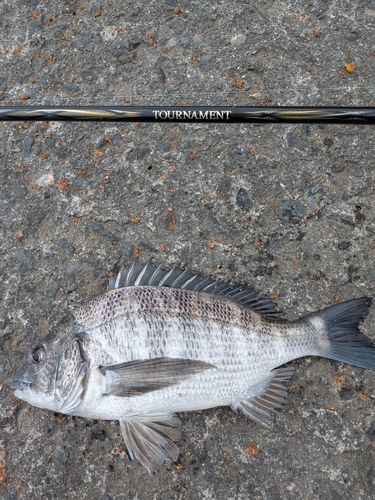 クロダイの釣果