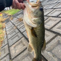 ラージマウスバス