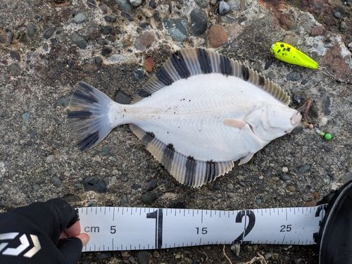 カワガレイの釣果