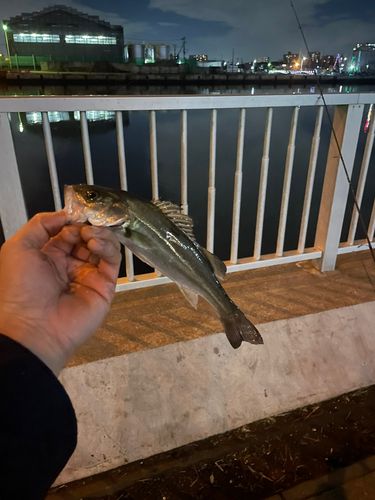 セイゴ（マルスズキ）の釣果