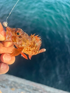 アラカブの釣果