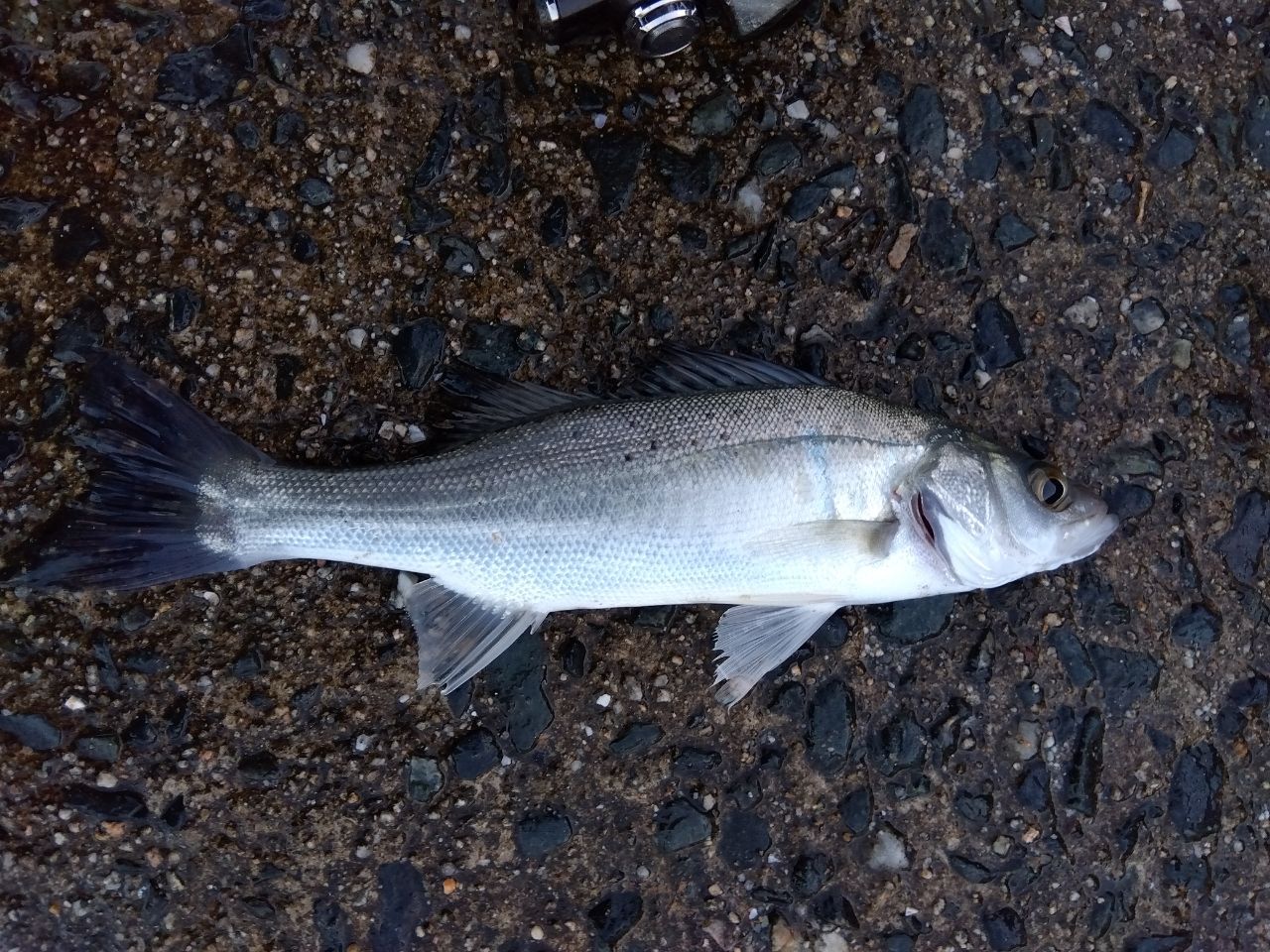 MajorCraft 鯵道 5G AD5-S582L/AJIの最安値・インプレ・釣果 | 本音の