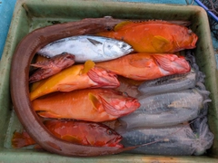 アオリイカの釣果