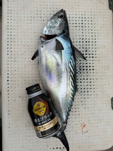 スマカツオの釣果