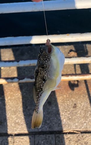 フグの釣果
