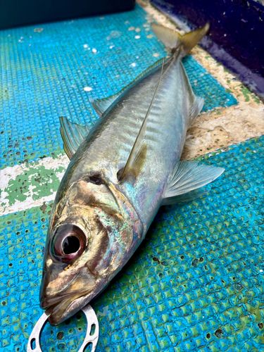 マアジの釣果