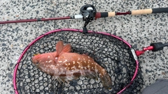 キジハタの釣果