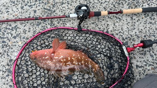 キジハタの釣果