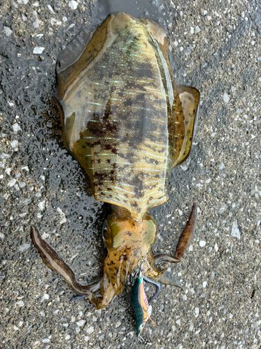 アオリイカの釣果