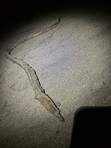 ダイナンウミヘビの釣果